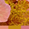 BMFA_070813_BlogSlider_PixelatedPeonies